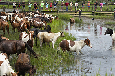 Chincoteague Wild Ponies : Personal Photo Projects : Photos : Richard Moore : Photographer